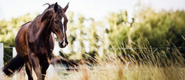 Aktuelle Themen Pferd Offenstallhaltung Banner
